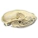 Raccoon Skull (Natural Bone Quality A)