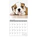 Just Bulldog Puppies 2018 Calendar