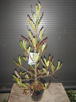 Amazon ドドナエア ポップブッシュ 90 プルプレア 植木