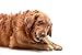 1 lb All Natural Large Himal Dog Treat Yak Chews (5 Piece of 3.5 oz Each Chews)