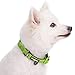 Blueberry Pet Adjustable Dog Collar, Soft & Safe, 3M Reflective, Neoprene Padded, Green Dog Collar, Dog Collars for Medium Dogs, Small Dog Collar, Eco-Friendly, Perfect for Pet Lovers & Owners