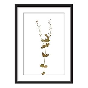 Framed Plant Specimen Art in Black Picture Frames White Matting