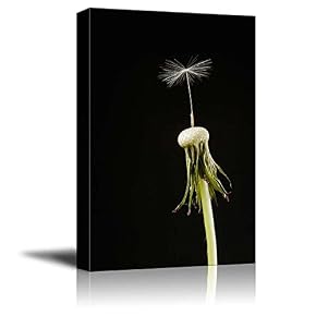 Dandelion Head with a Single Seed on Black...