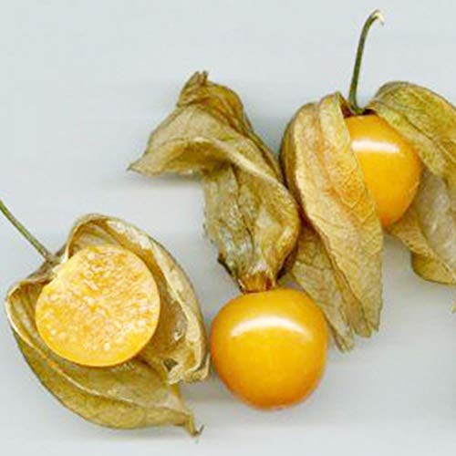 Mggsndi 60Pcs Physalis Alkekengi Seeds Garden Fruit Growing Yard Bonsai Decor Plant - Heirloom Non GMO - Seeds for Planting an Indoor and Outdoor Garden Red Physalis Alkekengi - Thumbnail 6