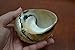 Large South Africa Sarmaticus Turbo Hermit Crab Sea Shell 3