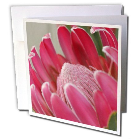 3dRose Pink Protea Macro Flower- Photography- Tropical - Greeting Cards, 6 x 6 inches, set of 12 (gc_39395_2)