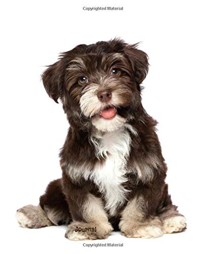 chocolate havanese