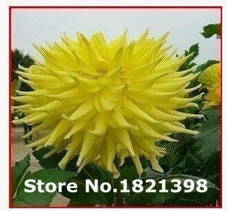 Amazon Co Jp 3 ダリアの花の種 ダリアの種 100個の花の種 Diy Tools Garden