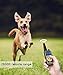 IQVenture Dog Training Collar,Long Range 2600ft Rechargeable Shock Collar,100% Waterproof Dog Shock Collar with Remote and 4 Training Modes, Beep, Vibration, LED Light and Shock,0~99 Shock Levelsthumb 1