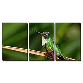 Hummingbird from Ecuador - Canvas Art Wall Art - 16"x24"x3 Panels