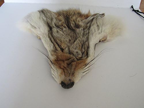 XL COYOTE FACE TAXIDERMY CRAFTS TEETH ANIMAL BONES FUR