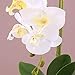 White Artificial Phaleanopsis Arrangement with Vase Decorative Orchid Flower Bonsai Table Centerpiece with Chrome plated flowerpot