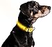 ILLUMISEEN LED Dog Collar USB Rechargeable - Bright & High Visibility Lighted Glow Collar for Pet Night Walking - Weatherproof, in 6 Colors & 6 Sizes (Yellow Large)