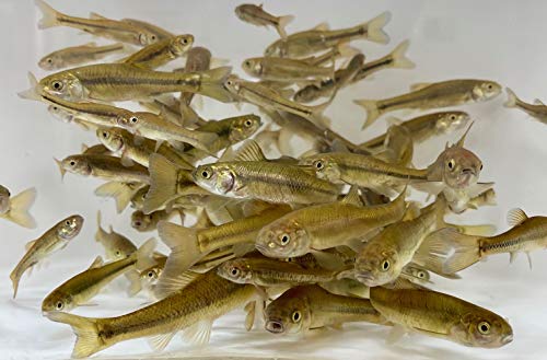 Toledo Goldfish Live Black Fathead Minnows – Live Tuffies or Crappie Minnows – USA Born and Raised – Live Arrival Guarantee (Small, 1000 Fish)