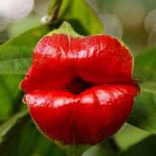 50 Pcs Blazing Red Lips Flower Seeds Psychotria Elata Flower Seed Garden Plant - Thumbnail 5