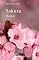 Livro Sakura - Haikai