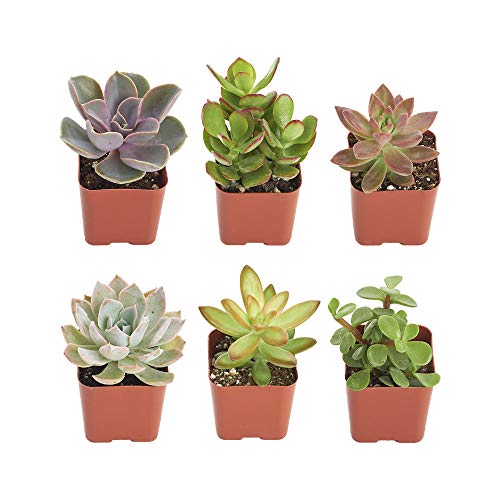 Shop Succulents Assorted Collection of Live Succulent Plants, Hand