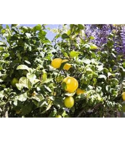 thumbnail image 2 of Home Gardening Seeds 10 Rare Lemon Tree Seeds - Heirloom Fruit Seeds For Indoor & Outdoor Gardening Rare Heirloom Lemon Seeds 2 of 11