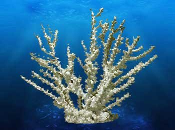Deep blue professional adb80013 black octopus coral for…