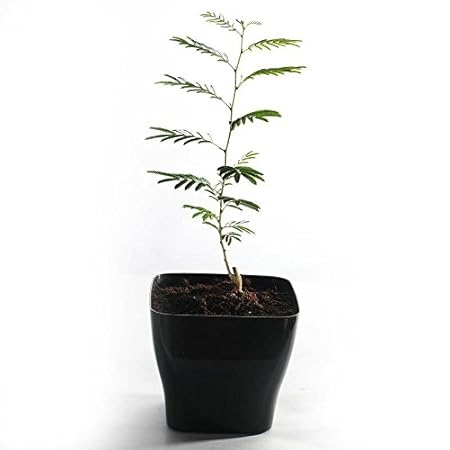 Greenland Nursery Shami Plant