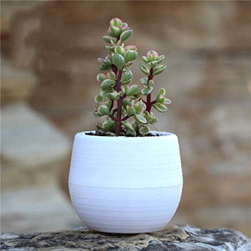 JUMOWA Flower Pot,4 Inch Small Mini Potted Plants Box, Set of 5 Succulent Planter Plastic Plant Detachable Combinable Flower Pots Planters Storage Box for Plants,Crafts,Wedding Favor