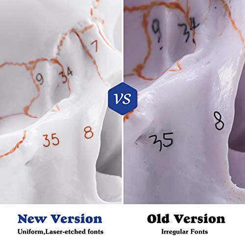 4 Anatomical+Removable+Instruction+Educational+Scientific