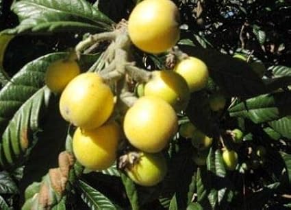 Amazon マルーラの種 10粒 種