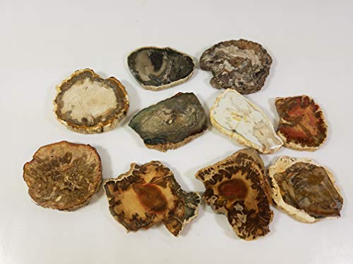 EAGems Petrified Wood Slab, Polished Fossilized Stone Tree Specimen from Madagascar, Very Small About 1" Baby Size