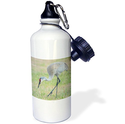 3dRose USA, Florida, Eustis. Sandhill Crane, Grus Canadensis, Adult Feeding. -S…
