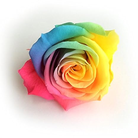 すべての美しい花の画像 Hd限定花1輪