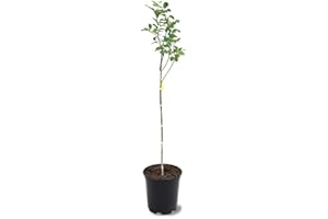 GENERIC Red Delicious Apple Tree, Deciduous, Fruit Bearing, Fast Growing, 1 gal Nursery Pot, 2-3 ft. Tree Height (Due to Agricultural Laws, we Cannot Ship to CA, AZ, AK, or HI)