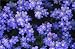 The Dirty Gardener Forget Me Not Wildflowers, 1 Pound