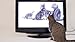 Movies for Cats - The Audio-visual Cat Toy - Catsitter - Vol.1 : Animals That Cats Love - DVD Video - The Fascinating New Tv Experience for You and Your Cat - The Gift 2016: Birthday or Easter Gifts for Cats / Gifts for Cat Friends, Cat Lovers and Cat Fans - New Cat Movie Toys