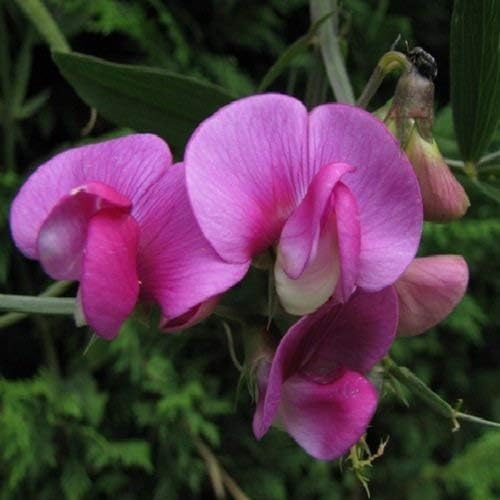 Seekay Lathyrus Latifolius Rojo Perla - Eterno Guisante de Olor ...