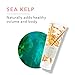 100% PURE Kelp & Mint Volumizing Shampoo Purifying Hydration & Deep Detox - Botanical Body Boost for Dry, Damaged Thinning Hair, Promotes Healthy Growth for Women & Men - Sulfate Free - 8 Fl Oz