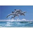 Atlantic Spotted Dolphin, Bahamas Photographic Poster Print by David B. Fleetham, 18x24