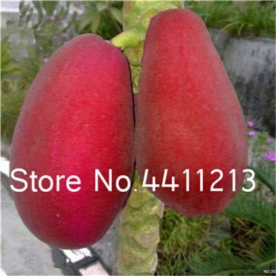 Ponak New 50 pcs Papaya pernnial Organic Fruit Seeds for Beautiful Gardening red