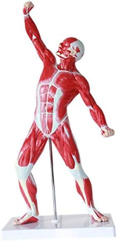 解剖学的人間の筋肉図モデルミニチュア解剖学筋肉モデル 表面的な 解剖学的人間の筋肉図モデルミニチュア解剖学筋肉モデル 表面的な