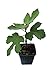 2 Brown Turkey/ Mission Fig Plants in 4 Inch Containers, Well Rooted and Sturdy! primary