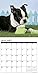 Just Boston Terrier Puppies 2018 Wall Calendar (Dog Breed Calendar)