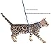 PUPTECK Cat Harness with Leash Set - Adjustable Soft Strap with Fashion Design