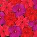 Outsidepride Impatiens Intense Mix - 100 Seeds