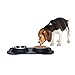 Small Dog Bowls Set of 2 Stainless Steel Bowls with Non-Skid & No Spill Silicone Black Stand for Small Dogs Cats Puppy & Collapsible Travel Pet Bowl