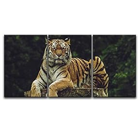 3 Panel Canvas Wall Art - Tiger Lying on a Tree Stump - Giclee Print Gallery Wrap Modern Home Art Ready to Hang - 16"x24" x 3 Panels