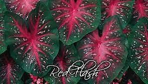 Size 1 to Jumbo Caladium Bulbs (Red Flash) AHND-011