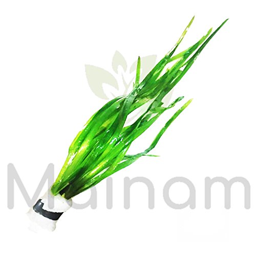 Mainam Jungle Vallisneria Spiralis Rooted Easy Background Live Aquarium Plants Decorations 3 DAYS LIVE GUARANTEED By