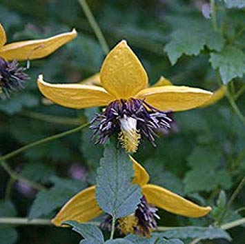Shoppy Star: Clematis Helios temprana, Grande-florecido Parra, (2 ...