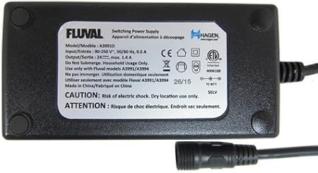 american bulldog family dog