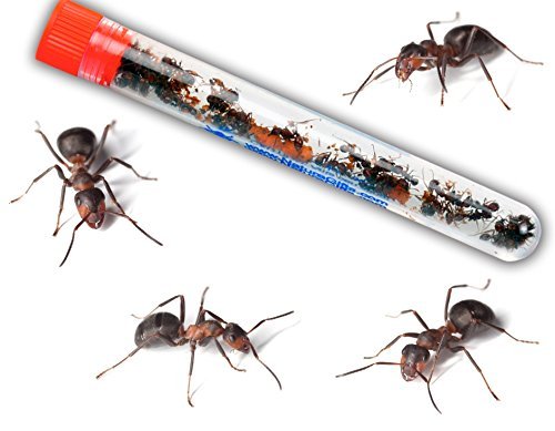Jar"O" Ants ant farm science STEM project - Thumbnail 4