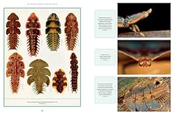 The Wonder Cabinet of Fabulous Insects: Secrets of